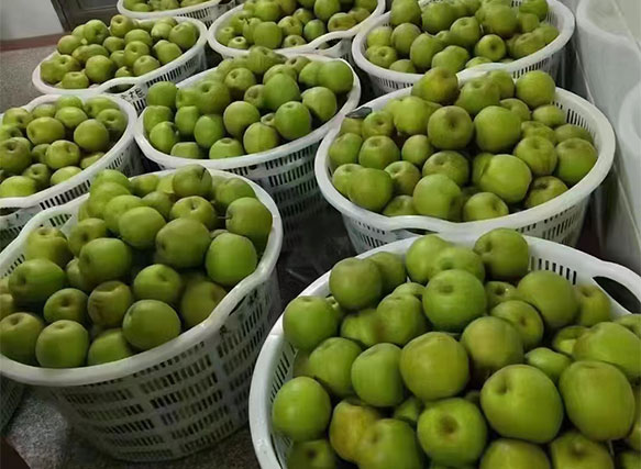 塑料籮